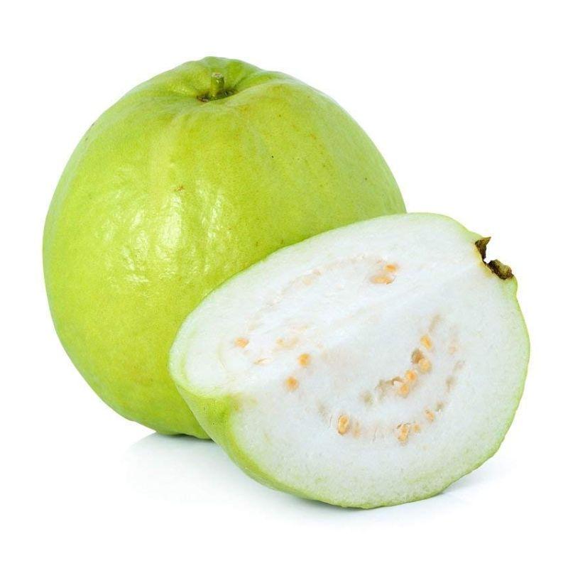 Allahabadi Guava Plants 