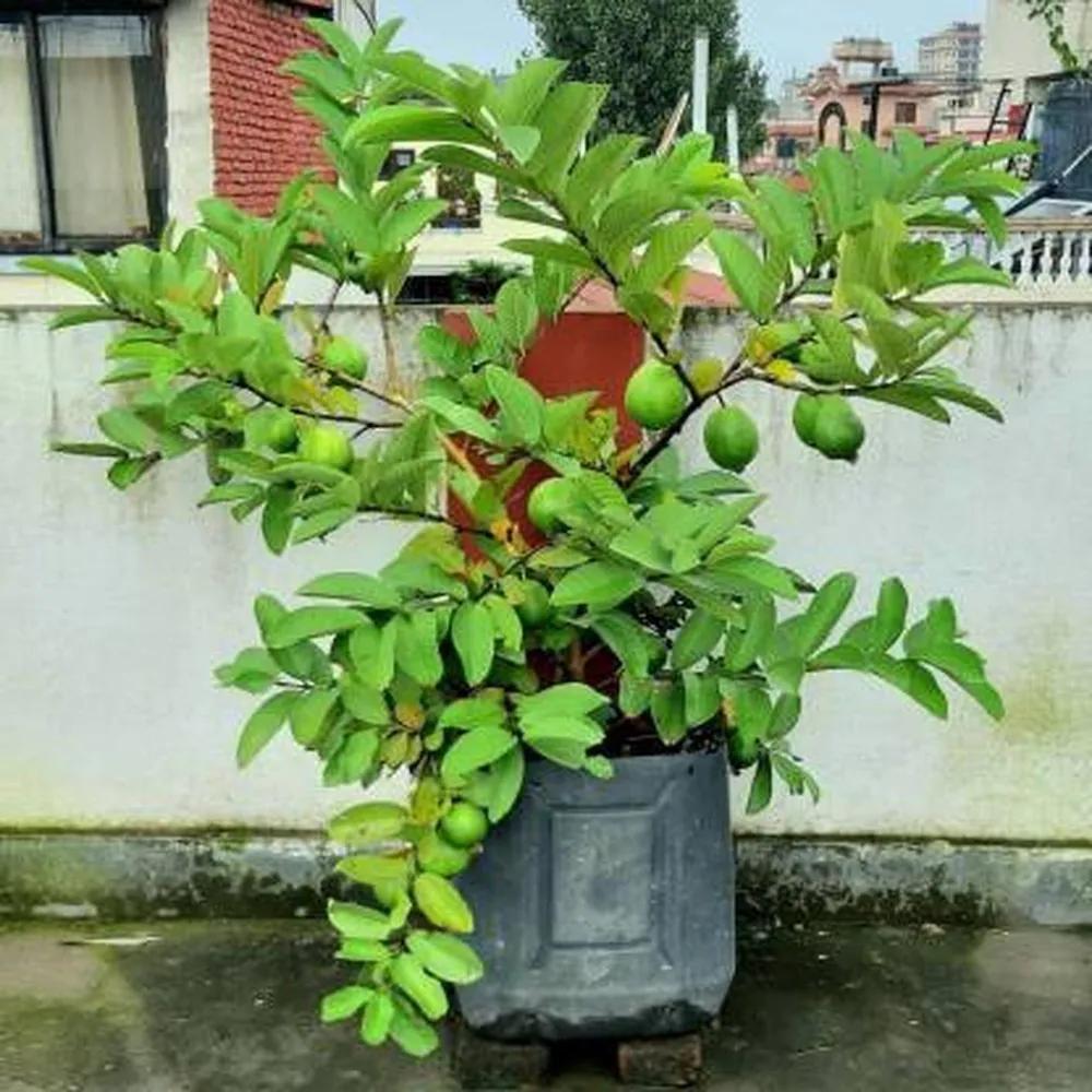 Allahabadi Guava Plants  Hover