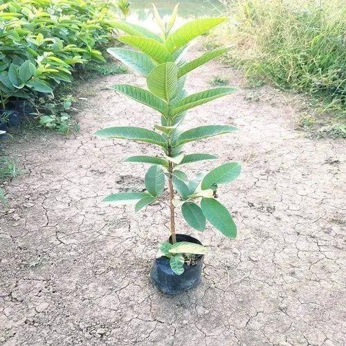 L49 / Lucknow 49 Guava Plants 