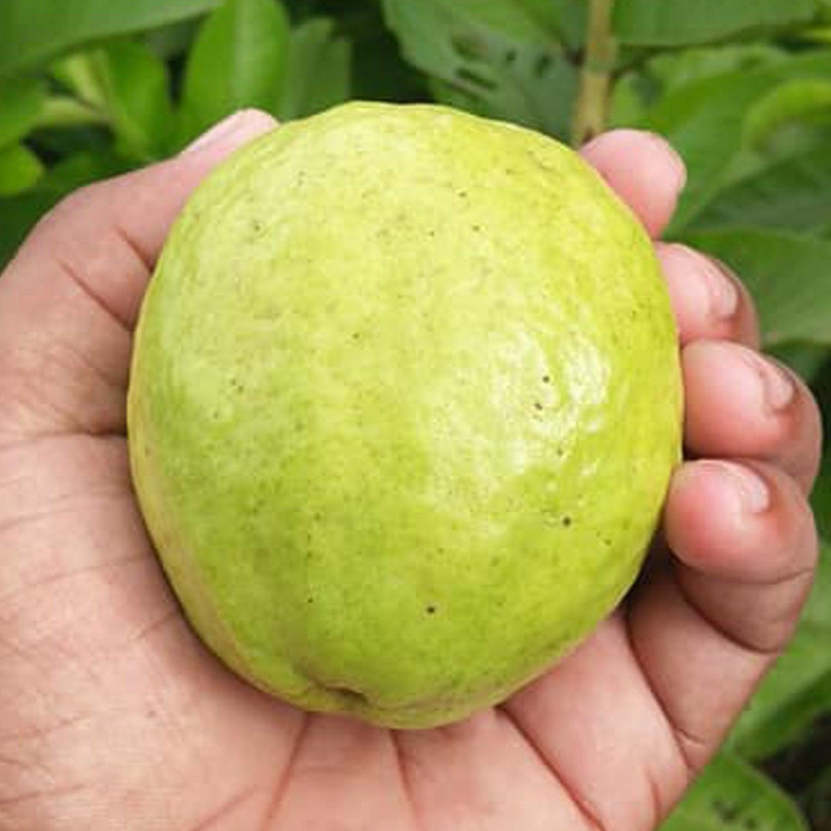 L49 / Lucknow 49 Guava Plants  Hover