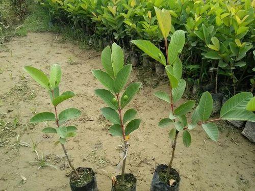 Thai 7 Guava Plants 