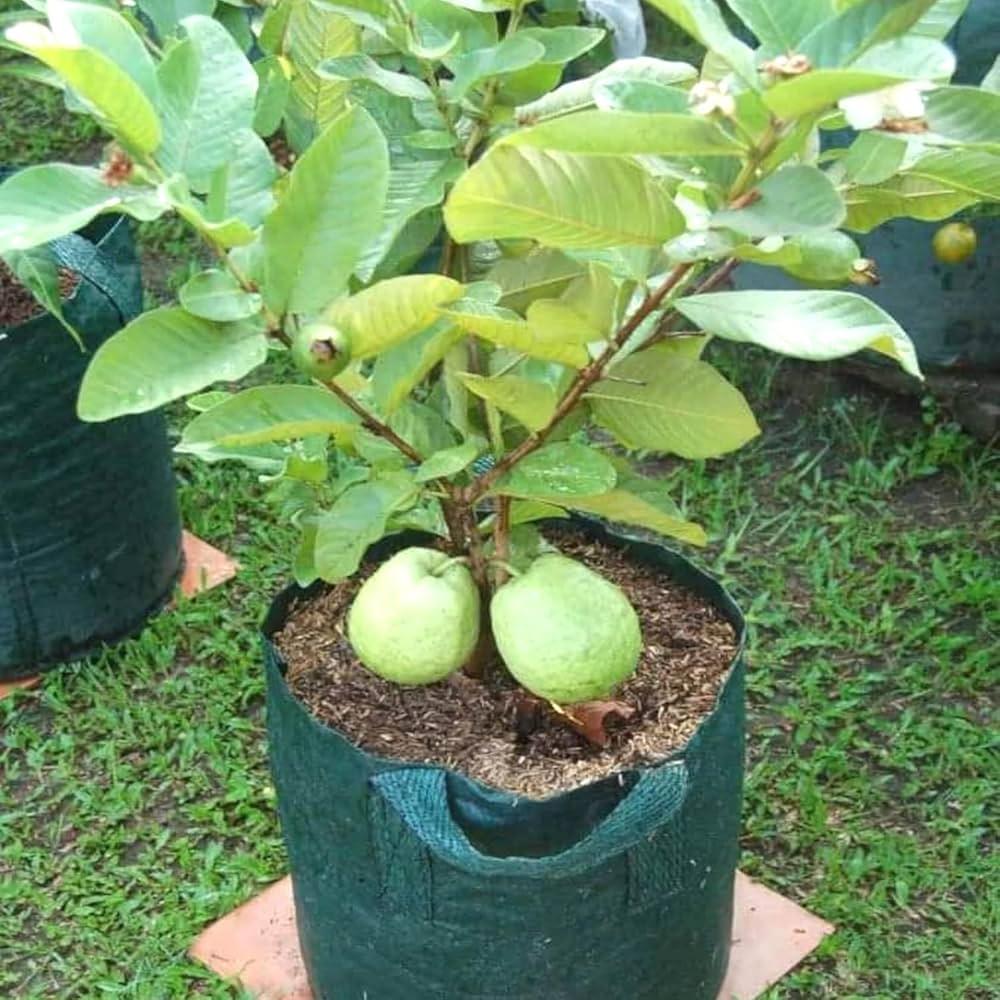 Thai 7 Guava Plants  Hover