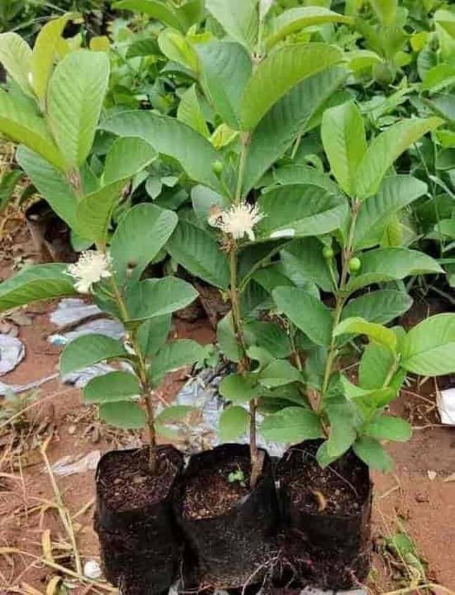 Thailand 1 Kg Guava Plants1
