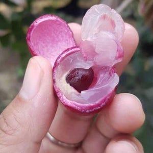 Ruby Langon Plant 