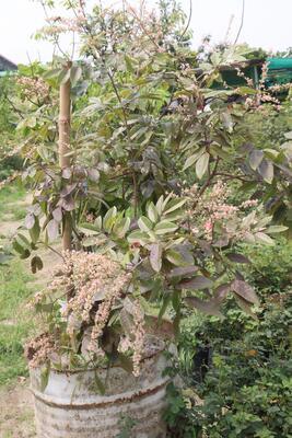 Ruby Langon Plant  Hover