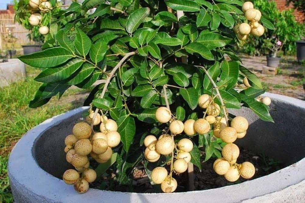 Ping Pong Longon Plant 