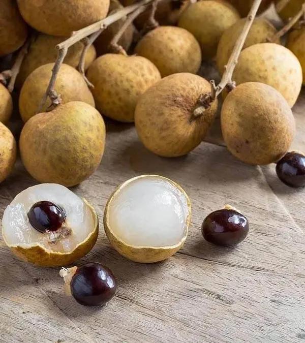 Four Season Longan Plant