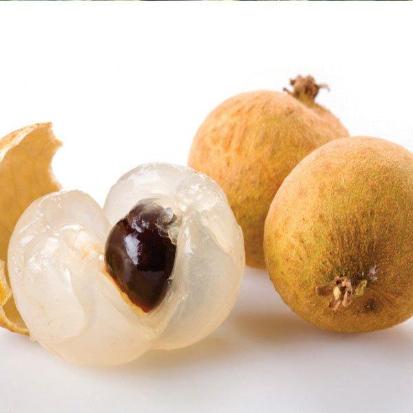 Four Season Longan Plant Hover