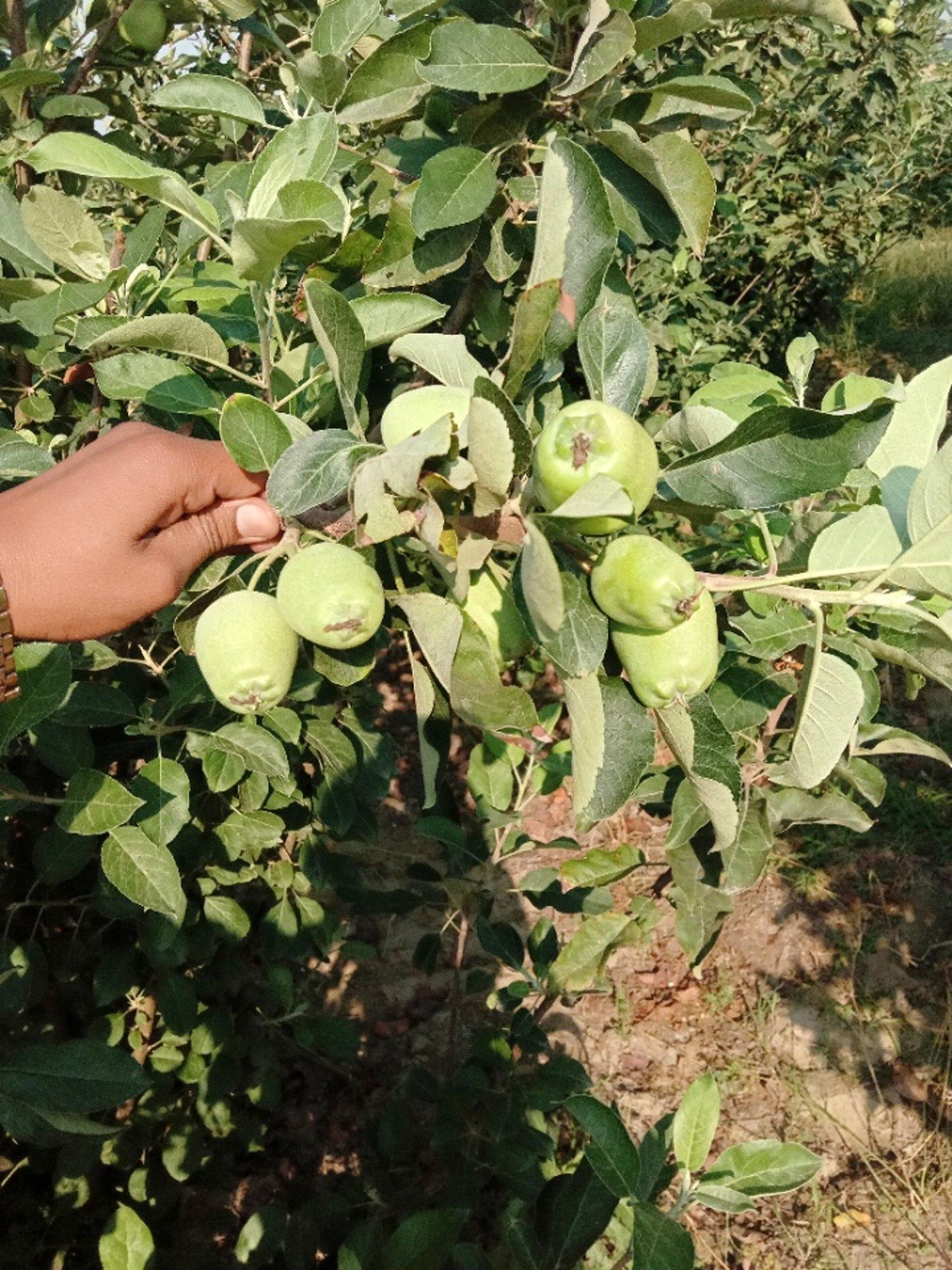 Hot Climate Apple Plants 