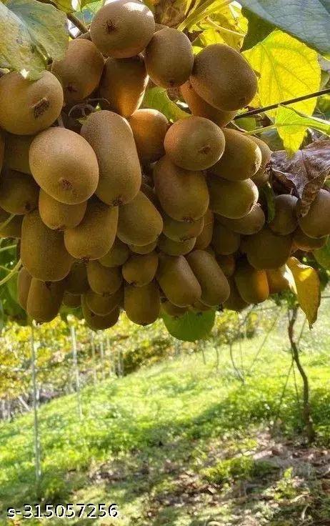 Kiwi Fruit Plant 