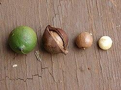 Macadamia Nut Plant 