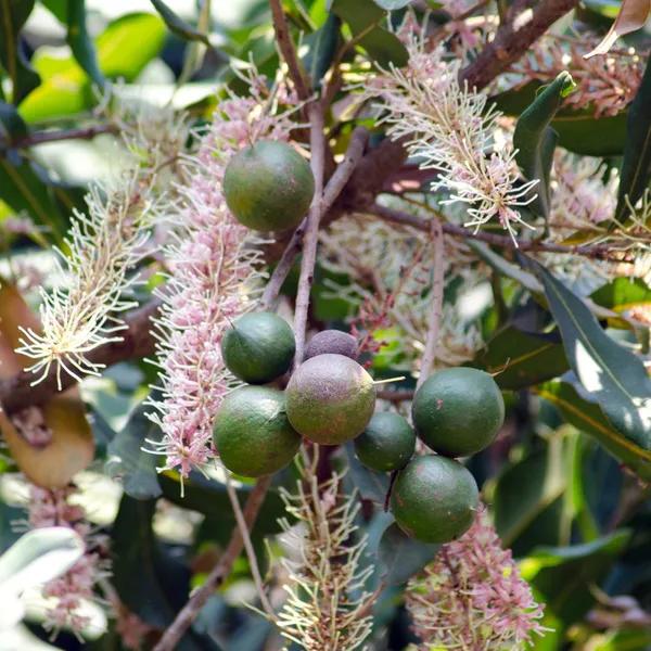 Macadamia Nut Plant  Hover