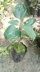 Babugosha/Soft Pear /Naspati Fruit Plant 