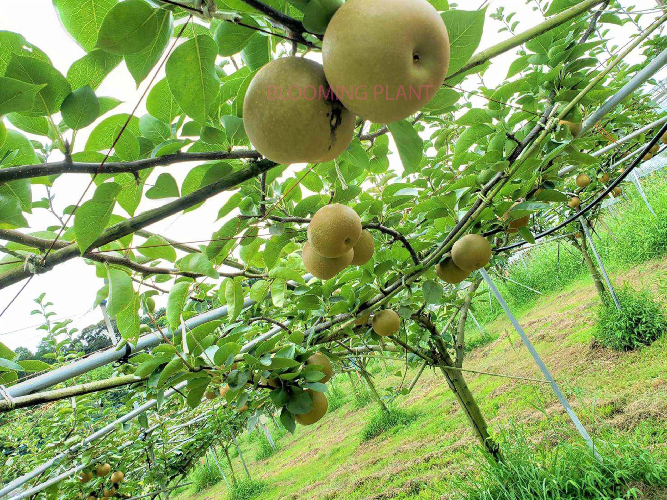 Babugosha/Soft Pear /Naspati Fruit Plant  Hover