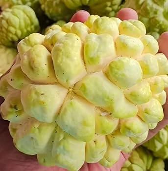 NMK1 Super Golden Plants 