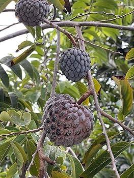 Red Custard Apple Plant 