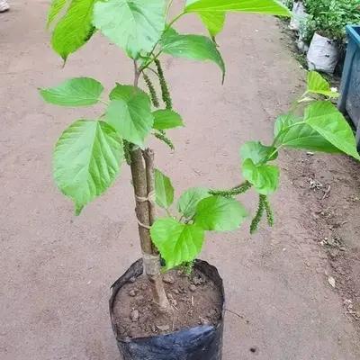 Long Mulberry Plants 