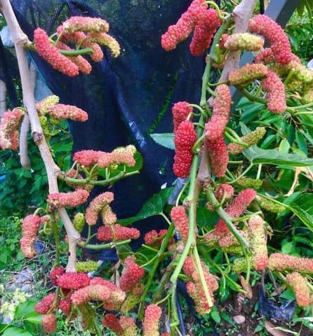 Long Mulberry Plants  Hover
