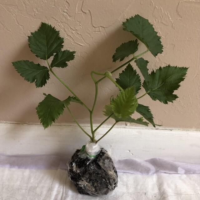 Blackberry Plants 