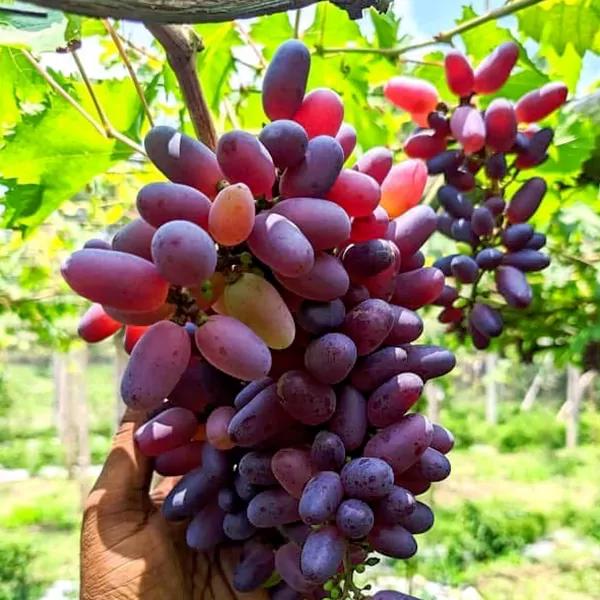 High Yielding Duarf Russian Bikonur Grapes Plant 