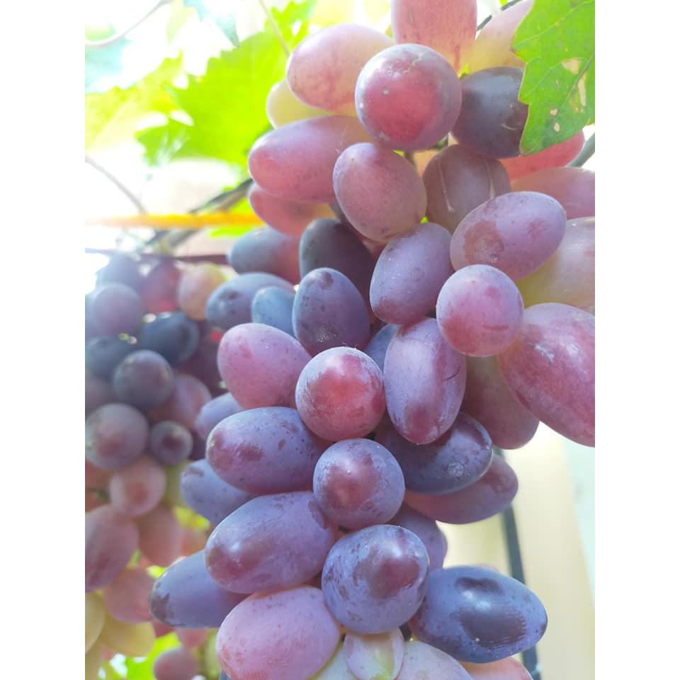 High Yielding Duarf Russian Bikonur Grapes Plant  Hover